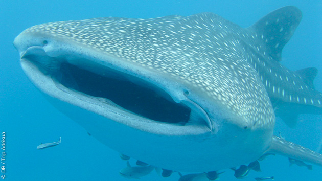 requin baleine à Madagascar