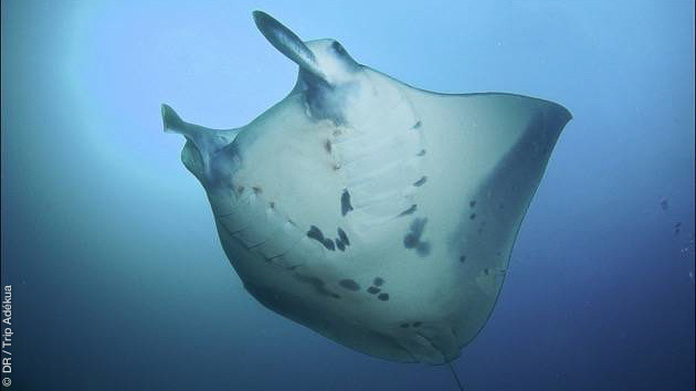 Raies mantas, requins, ou hippocampes pygmées, un formidable séjour plongée en Papouasie Nouvelle Guinée