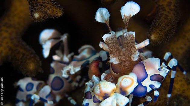 Faune sous marine de l'Océanie, des plongées paradisiaques à découvrir sur les sites de Tawali et Tufi