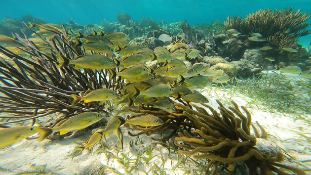 Des plongées inoubliables en mer des Caraïbes au Belize