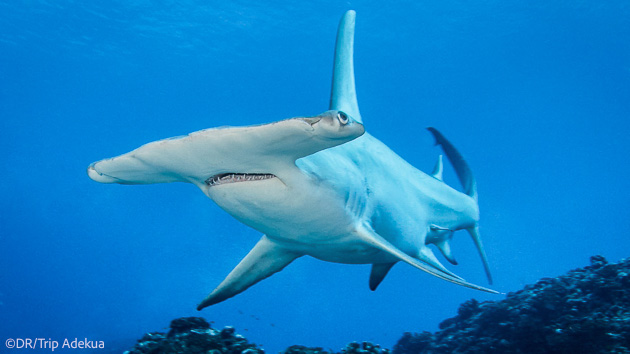 Plongez avec les requins marteaux en Polynésie