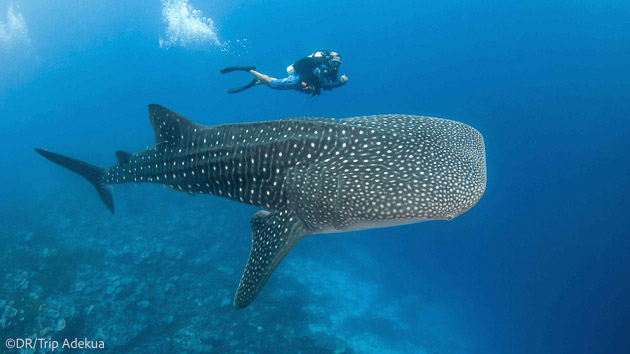 Nagez avec les requins baleine en Polynésie