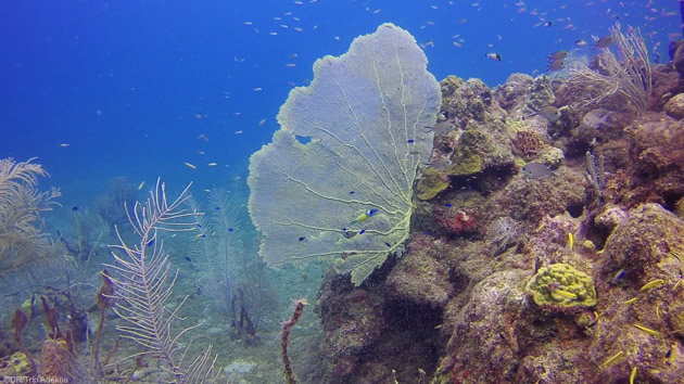 Découvrez les plus beaux sites de plongée de Guadeloupe