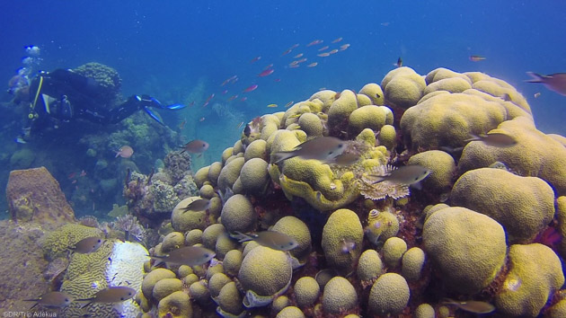 Un séjour de rêve pour découvrir les espèces sous-marines de la Guadeloupe