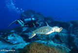 Explorez les merveilles sous-marines de l’archipel de Fernando de Noronha - voyages adékua