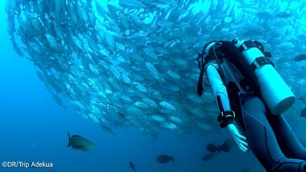 Séjour plongée au Brésil à Fernando de Noronha 