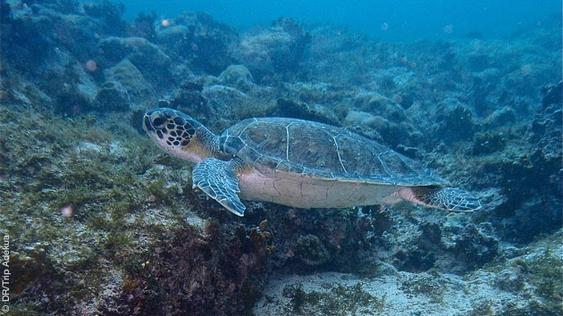 tortues marines au Cap Vert 