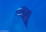 Plongez dans les eaux de la mer de Cortez - voyages adékua