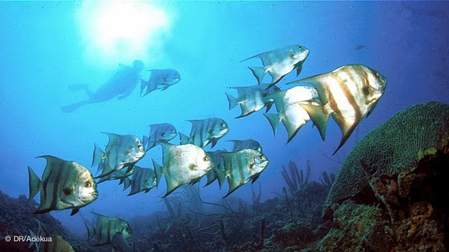 vacances plongée dans les eaux des iles Roques