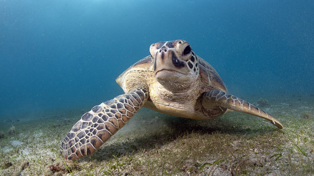 Nagez avec les tortues dans l'Océan Indien