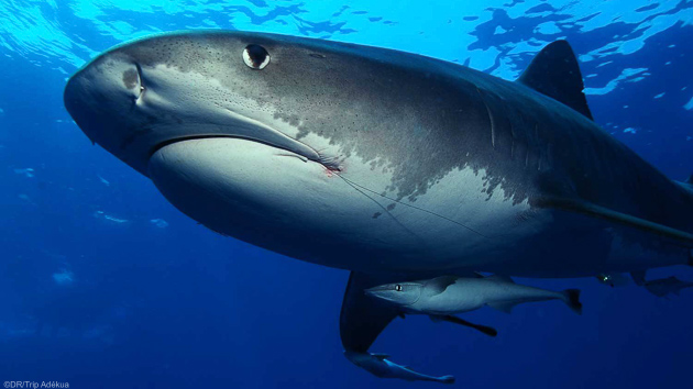 Requins et autres pélagiques pour vos plongées au Mozambique
