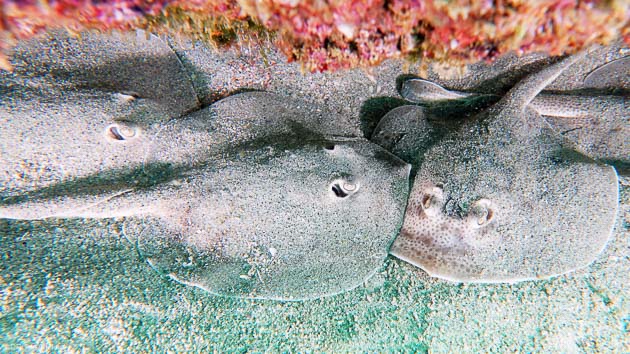 Partez à la rencontre des plus belles espèces sous-marines au Mexique