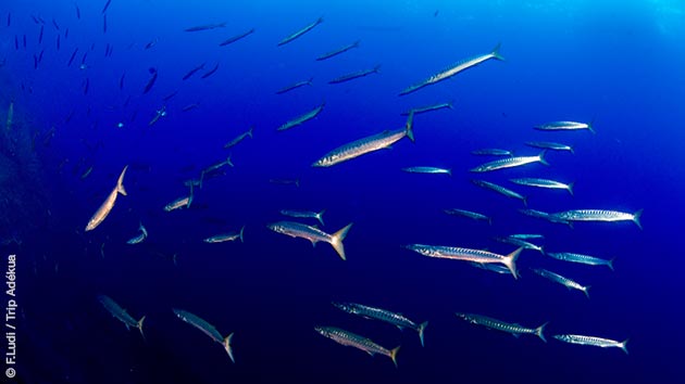 Barracudas, mérous, coraux... un spectacle ravissant pour vos plongées dans le Var