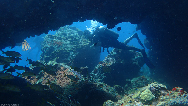 Des immersions inoubliables dans les eaux de la Dominique