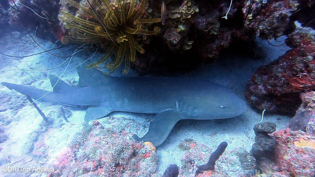 Découvrez les plus belles espèces sous-marines de la Dominique