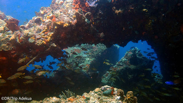 Des immersions inoubliables dans les eaux de la Dominique
