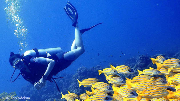 Vacances plongée sur les plus beaux sites des Maldives