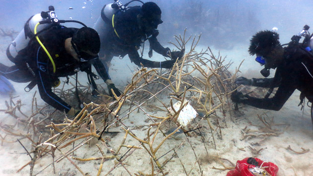 Participez à la restauration du corail en République Dominicaine