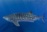 Immersion avec les requins-baleines en Atlantique Sud - voyages adékua