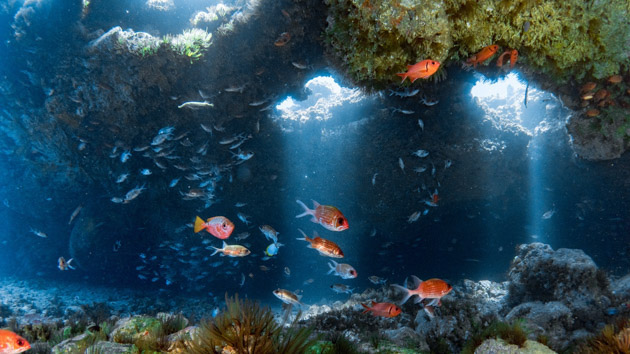 Découvrez les plus beaux sites de plongée de l'île de Saint-Hélène