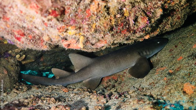 Découvrez les plus beaux récifs des Grenadines aux Caraïbes