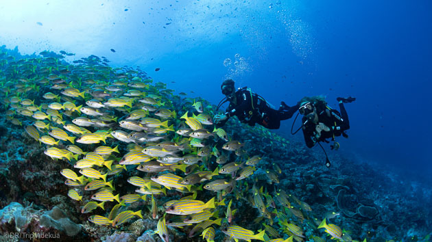 Plongez sur les plus beaux sites de l'Océan Indien à Mayotte