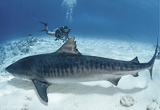 A la rencontre des requins-tigres de Fuvahmulah - voyages adékua