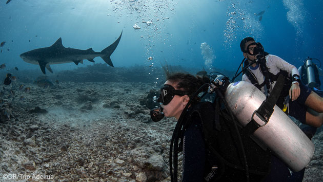 Les plus belles plongées aux Maldives