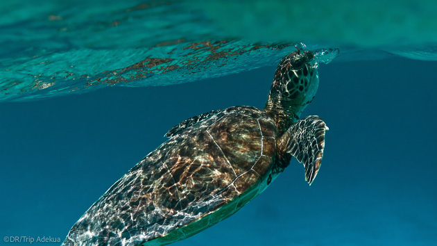 Découvrez les fonds marins de Bonaire pendant votre séjour plongée