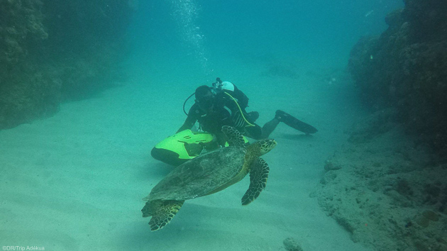 Un séjour plongée de rêve sur l'île Maurice