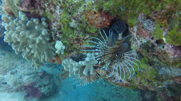 Des immersions à la découverte de l'Océan Indien