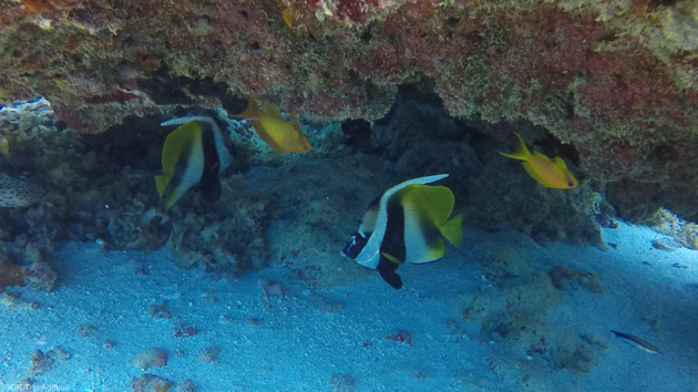 Plongez dans les eaux de l'Océan Indien