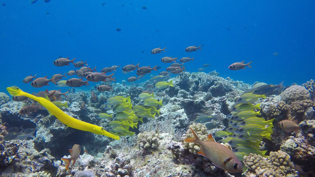Découvrez les plus belles espèces marines de l'Océan Indien