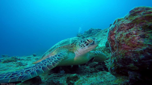 Les plus belles immersions de l'Océan Indien