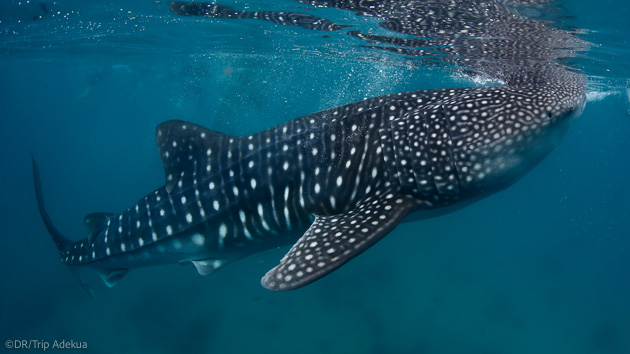 Plongez avec les plus belles espèces sous-marines des Maldives