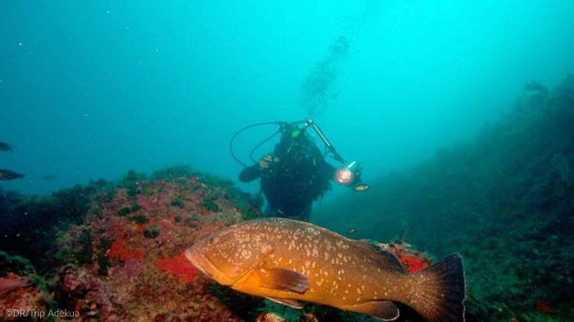 Découvrez les plus beaux sites de plongée des îles Medes à l'Estartit