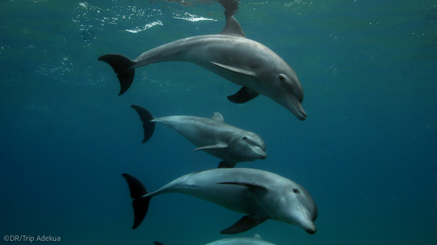 Rencontrez les dauphins pendant votre séjour plongée au Mozambique