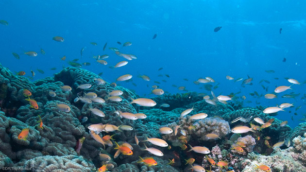 Découvrez les plus beaux sites de plongée de l'île de Pemba dans l'océan Indien