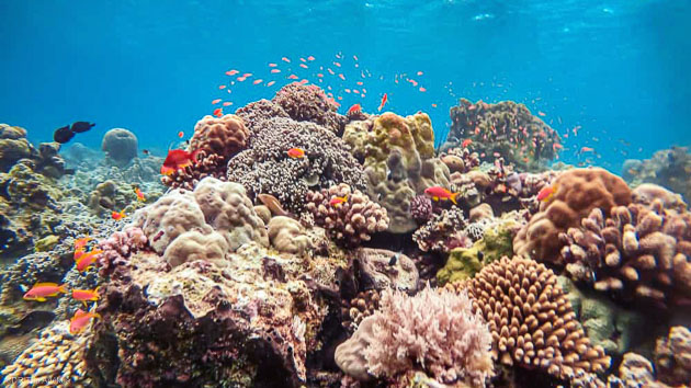 6 jours de plongée pour découvrir les trésors sous-marins de l'océan Indien