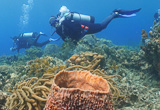 14 immersions pour découvrir les récifs coralliens des Caraïbes - voyages adékua