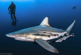 Votre safari requins en Afrique du Sud, de l’est à l’ouest ! - voyages adékua
