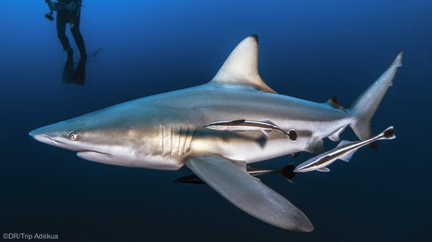 Des plongez sensations fortes avec les requins en Afrique du Sud