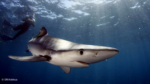 plonger avec les requins avec un des plus grands spécialistes en Afrique du sud