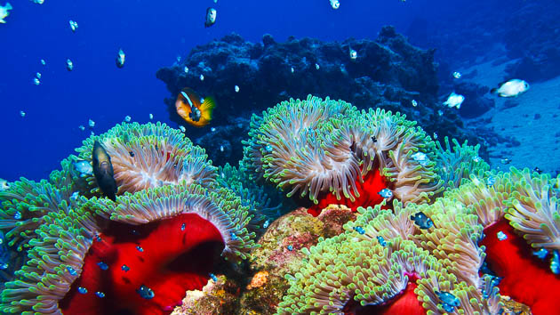 Votre séjour plongée all inclusive en mer Rouge