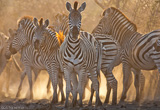 Safari de rêve à Tembe National Park - voyages adékua