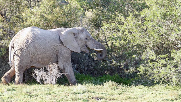 Partez à la découverte des éléphants d'Afrique pendant votre séjour plongée