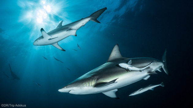 Plongez avec les requins pendant votre séjour sur la côte est de l'Afrique du Sud