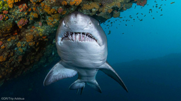 Plongez avec les requins en Afrique du Sud