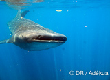 Nagez avec les requins baleines au Mexique - voyages adékua