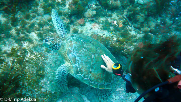 Découvrez les plus beaux spots de plongée du Belize